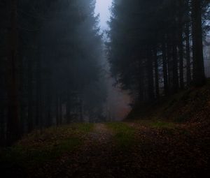 Preview wallpaper forest, fog, grass, dark, nature