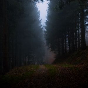 Preview wallpaper forest, fog, grass, dark, nature