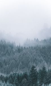 Preview wallpaper forest, fog, haze, trees, conifer