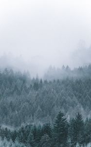 Preview wallpaper forest, fog, haze, trees, conifer