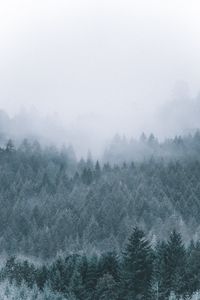 Preview wallpaper forest, fog, haze, trees, conifer