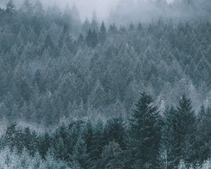 Preview wallpaper forest, fog, haze, trees, conifer