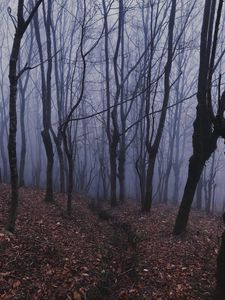 Preview wallpaper forest, fog, haze, trees