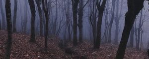 Preview wallpaper forest, fog, haze, trees
