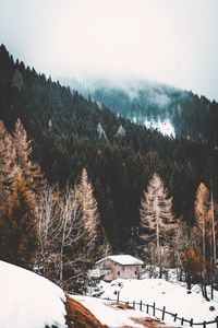 Preview wallpaper forest, fog, house, snow