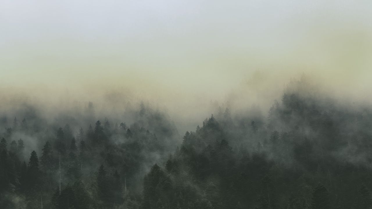 Wallpaper forest, fog, landscape, trees, nature