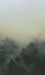 Preview wallpaper forest, fog, landscape, trees, nature