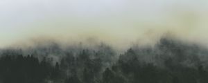 Preview wallpaper forest, fog, landscape, trees, nature