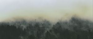 Preview wallpaper forest, fog, landscape, trees, nature