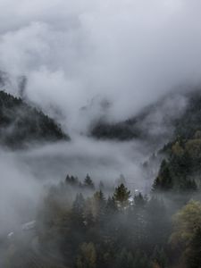 Preview wallpaper forest, fog, landscape, nature, trees