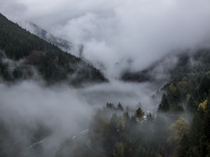 Preview wallpaper forest, fog, landscape, nature, trees