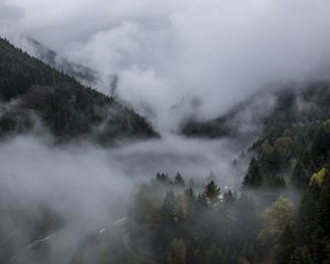 Preview wallpaper forest, fog, landscape, nature, trees