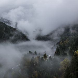 Preview wallpaper forest, fog, landscape, nature, trees