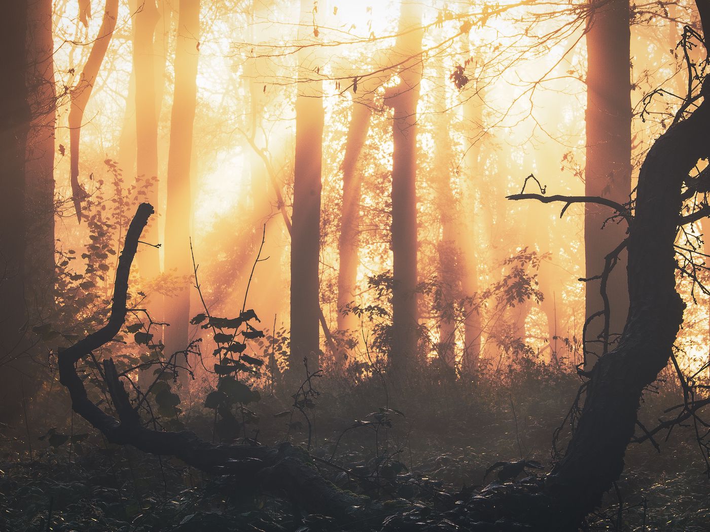 Download wallpaper 1400x1050 forest, fog, light, trees, sundawn