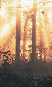 Preview wallpaper forest, fog, light, trees, sundawn