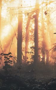 Preview wallpaper forest, fog, light, trees, sundawn