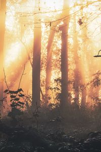 Preview wallpaper forest, fog, light, trees, sundawn