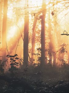 Preview wallpaper forest, fog, light, trees, sundawn