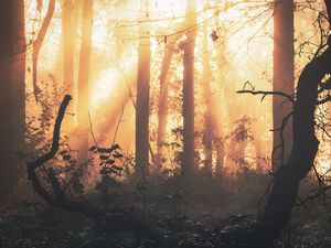 Preview wallpaper forest, fog, light, trees, sundawn