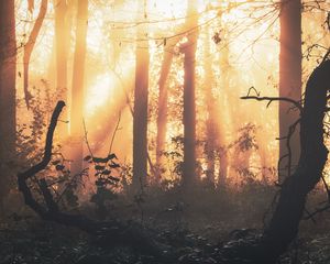 Preview wallpaper forest, fog, light, trees, sundawn