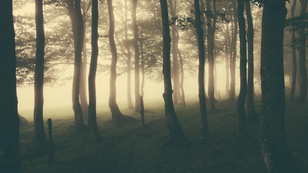 Wallpaper forest, fog, light, darkness