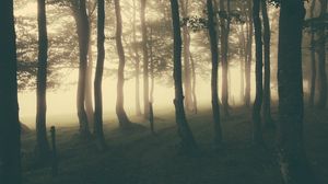Preview wallpaper forest, fog, light, darkness