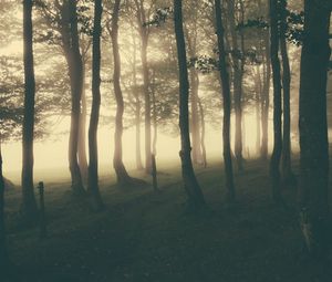 Preview wallpaper forest, fog, light, darkness