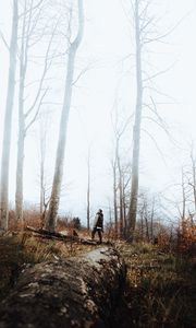 Preview wallpaper forest, fog, loneliness, lonely, solitude, trees