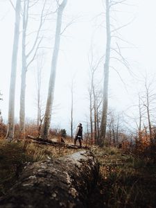 Preview wallpaper forest, fog, loneliness, lonely, solitude, trees