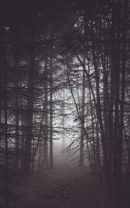 Preview wallpaper forest, fog, mist, trees