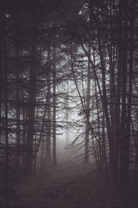 Preview wallpaper forest, fog, mist, trees