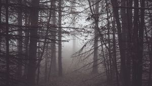 Preview wallpaper forest, fog, mist, trees