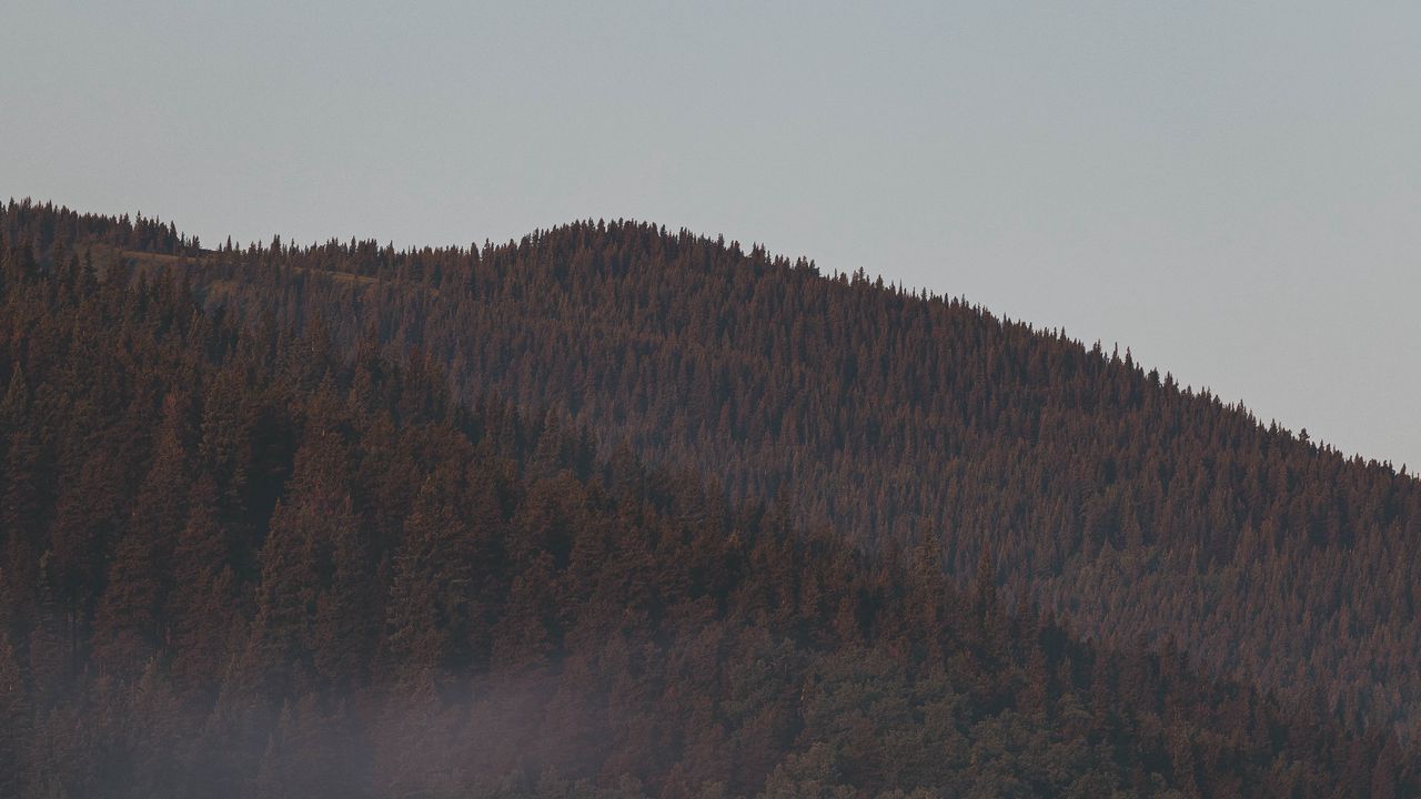 Wallpaper forest, fog, mountains, slope, trees