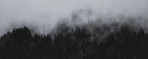 Preview wallpaper forest, fog, nature, trees, pines