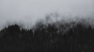 Preview wallpaper forest, fog, nature, trees, pines