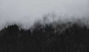 Preview wallpaper forest, fog, nature, trees, pines