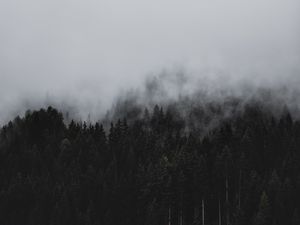 Preview wallpaper forest, fog, nature, trees, pines