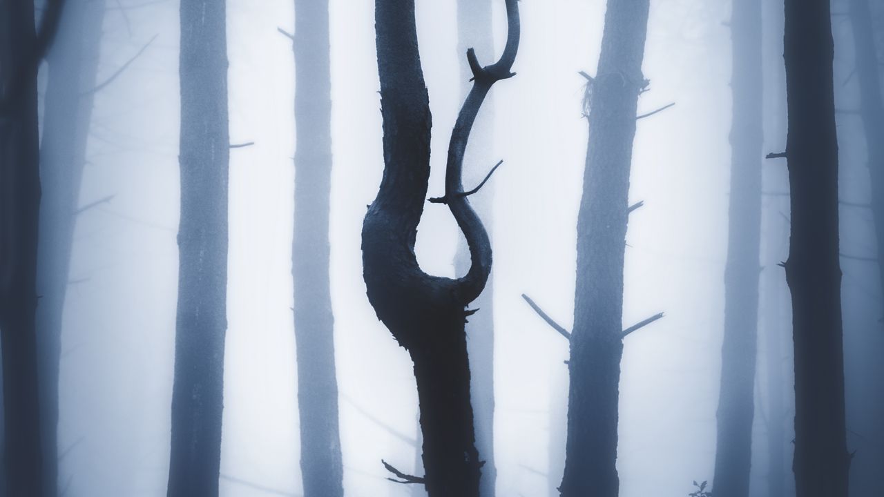 Wallpaper forest, fog, night, trunks