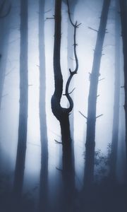 Preview wallpaper forest, fog, night, trunks