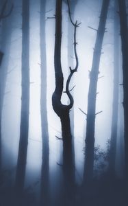 Preview wallpaper forest, fog, night, trunks