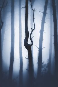 Preview wallpaper forest, fog, night, trunks