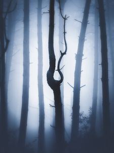 Preview wallpaper forest, fog, night, trunks