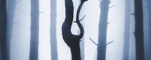 Preview wallpaper forest, fog, night, trunks
