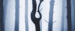 Preview wallpaper forest, fog, night, trunks