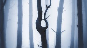 Preview wallpaper forest, fog, night, trunks