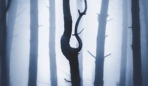 Preview wallpaper forest, fog, night, trunks