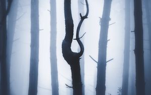 Preview wallpaper forest, fog, night, trunks