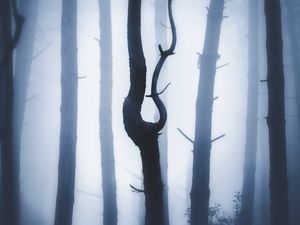 Preview wallpaper forest, fog, night, trunks