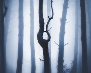 Preview wallpaper forest, fog, night, trunks