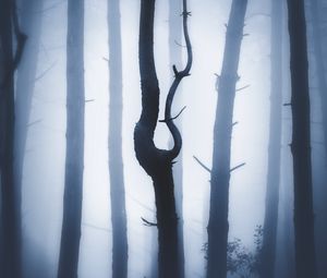 Preview wallpaper forest, fog, night, trunks